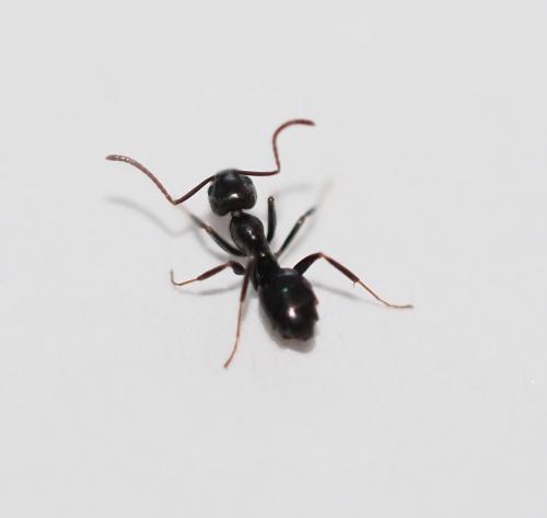 Tapinoma madeirense